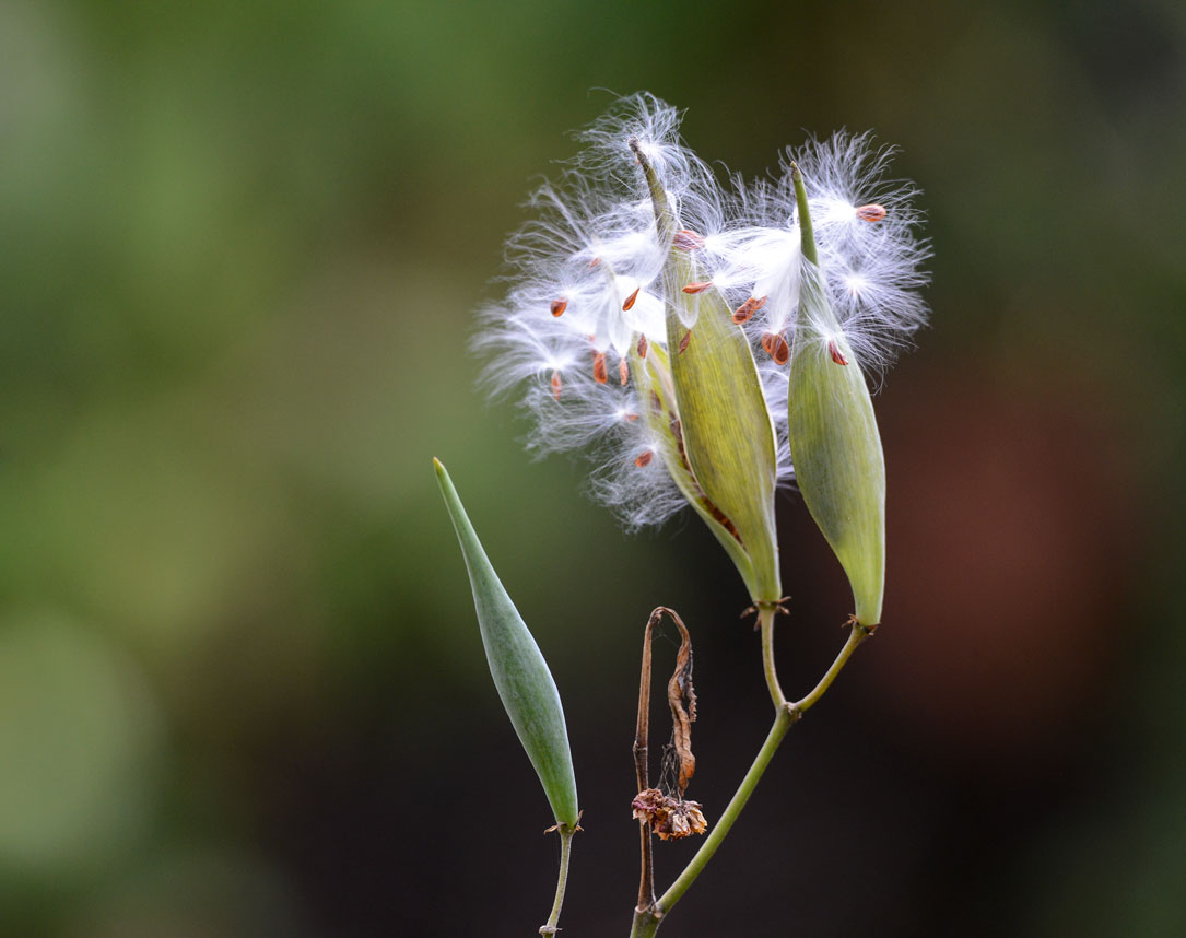 Asclepias-curassavica-milkweed-hierba-de-cantil-seedpod-FLAAR-garden-Jun-9-2015-EF---1601