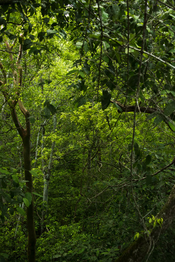 Forest-landscape-Peten-Yaxha-Park-Guatemala-trees-Jul-3-2019-Boris-YAX9051