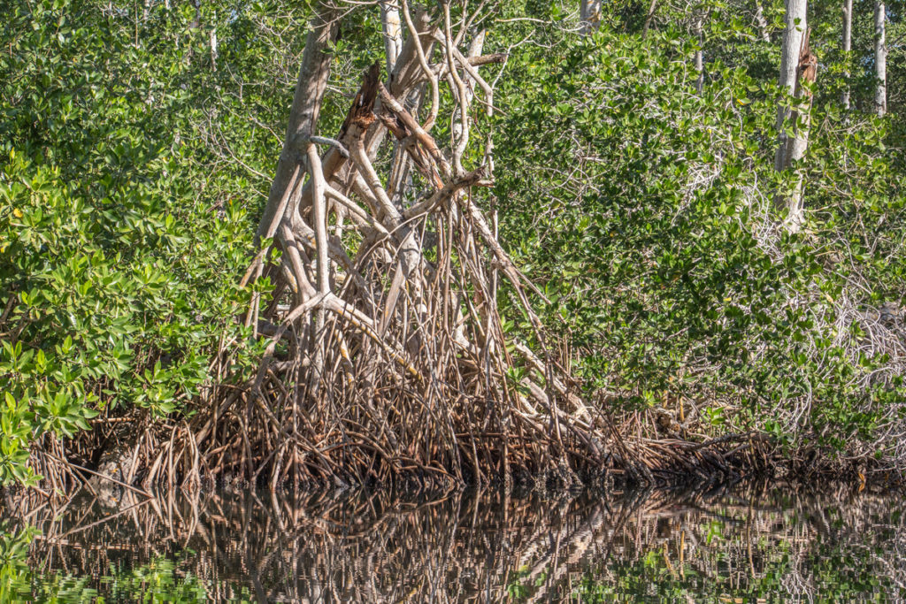 Rhizophora mangle, red mangrove, Manchon Guamuchal, Retalhuleu, Febrero 1 2018, Melanny Quiñonez