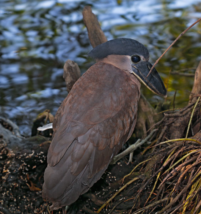 Cochlearius cochlearius Boat billed heron Canal de Chiquimulilla