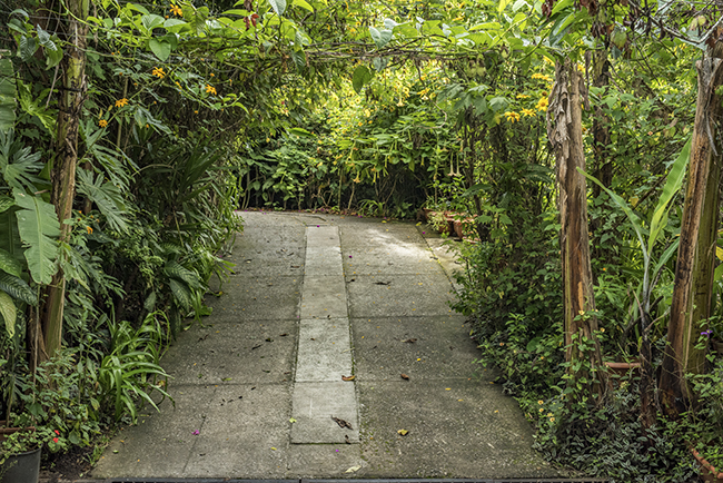 Mayan ethnobotanical research garden FLAAR Mesoamerica Guatemala