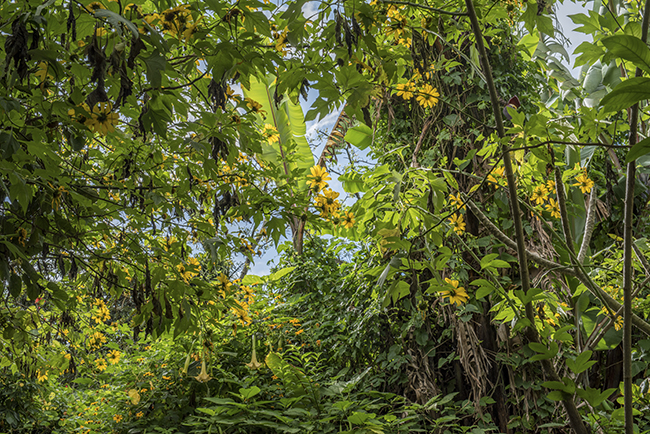 Mayan ethnobotanical research garden FLAAR Mesoamerica Guatemala