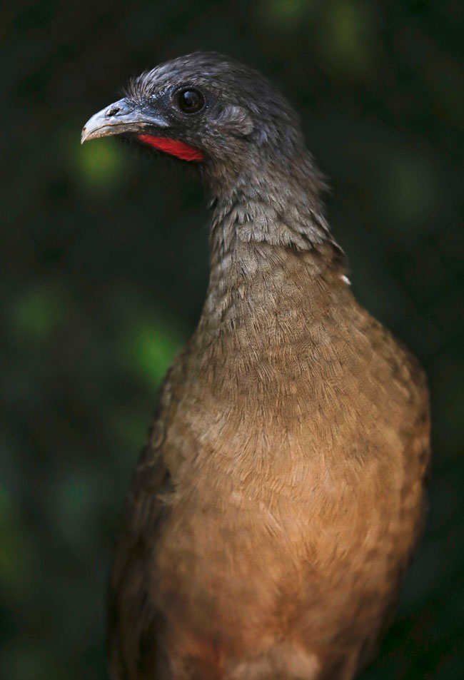 Ortalis vetula Chachalaca Aurora zoo