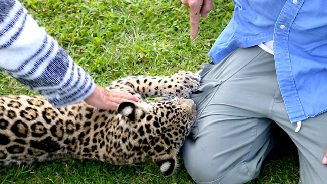 Namu-Panthera-onca-Jaguar