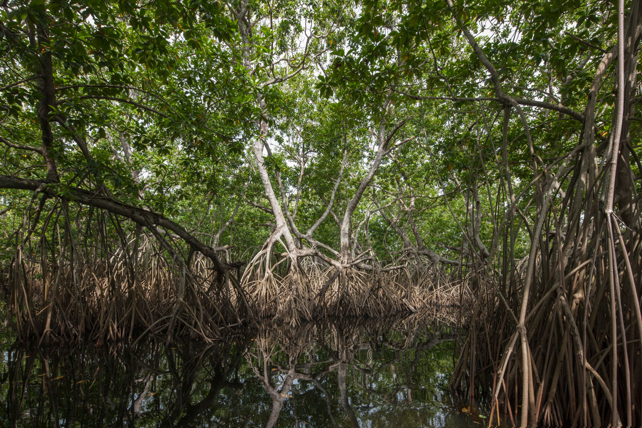 Rhizophora_mangle_mangle_rojo_Monterrico_NH_1367