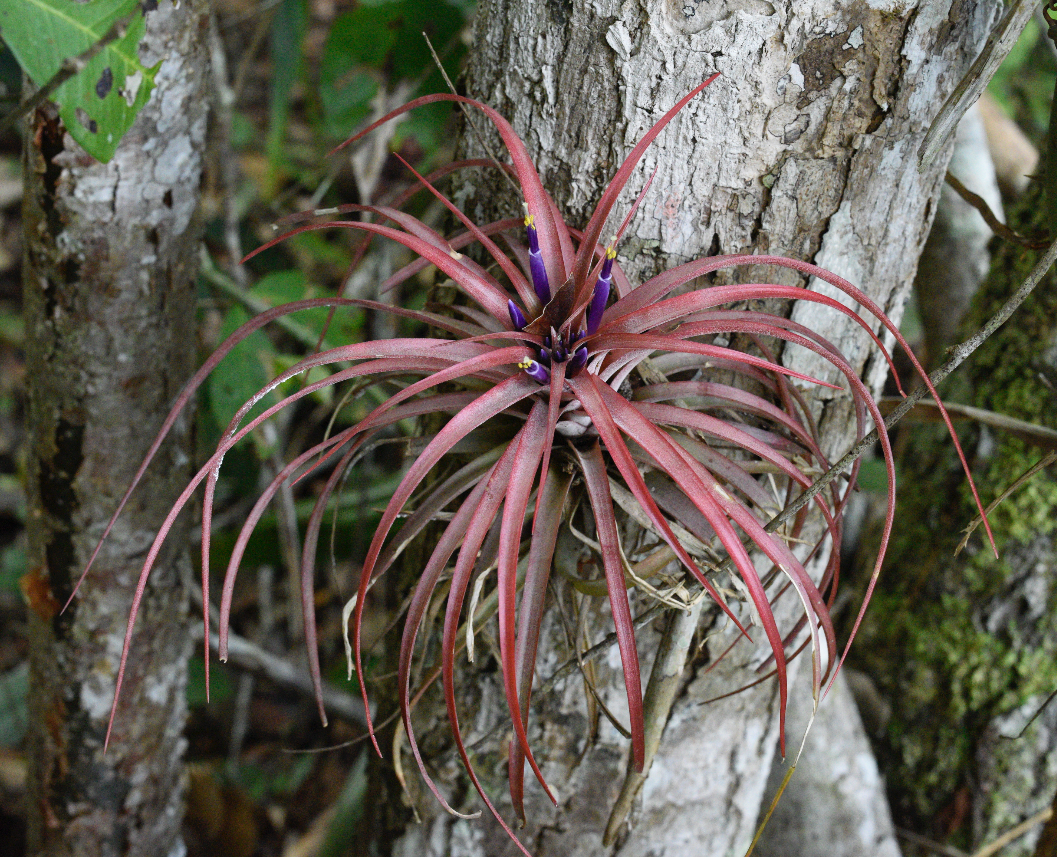 Tillandsia-brachycaulos-red-bromeliad-Yaxha-Park-Peten-Nicholas-Hellmuth-7220