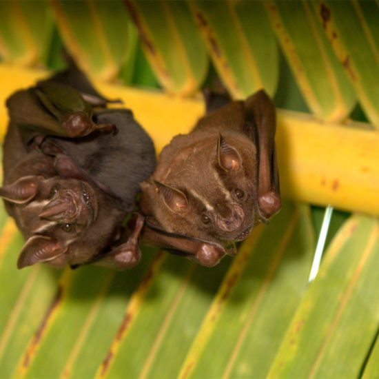 Artibeus-lituratus-murcielagos-bats-hanging-from-palm-leaves-Playa-Aldea-Buena-Vista-Tapon-Creek-Linvingston-Apr-25-2021-DA