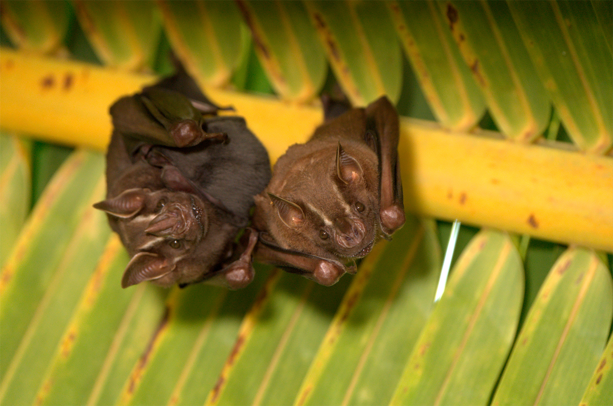 Artibeus-lituratus-murcielagos-bats-hanging-from-palm-leaves-Playa-Aldea-Buena-Vista-Tapon-Creek-Linvingston-Apr-25-2021-DA