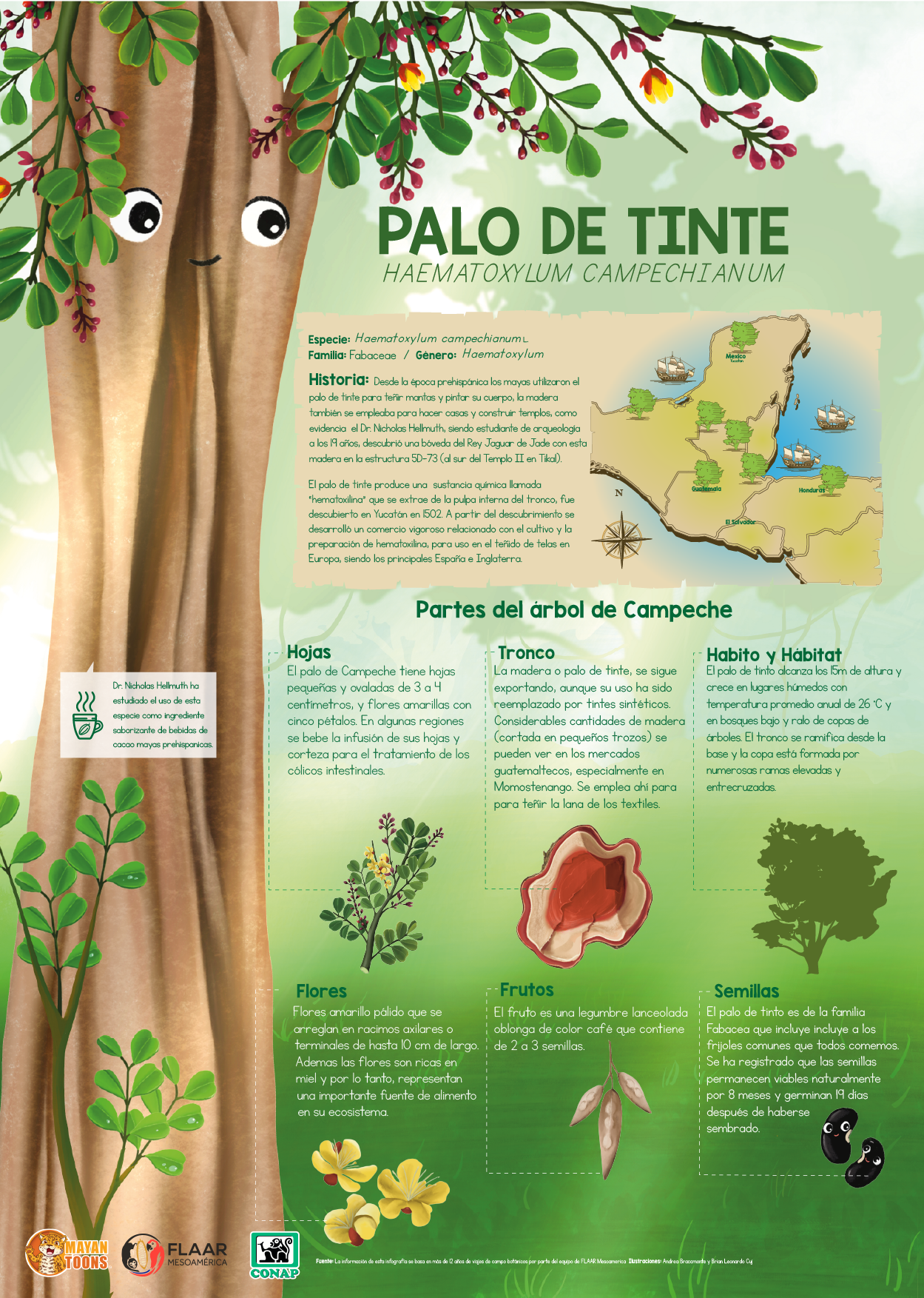 palo de campeche-MayanToons
